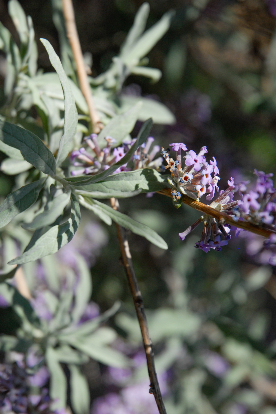 Silver Fountain Butterfly Bush